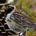 Lapland Longspur in the grass.